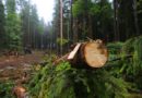 В Лузском районе возбуждено уголовное дело по факту незаконной рубки леса