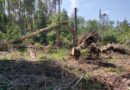 В Опаринском районе возбуждены уголовные дела по фактам незаконной рубки леса с причинением ущерба в размере более 8 млн рублей