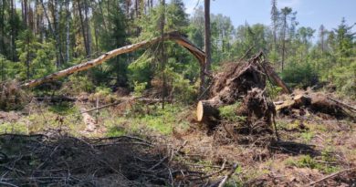 В Опаринском районе возбуждены уголовные дела по фактам незаконной рубки леса с причинением ущерба в размере более 8 млн рублей